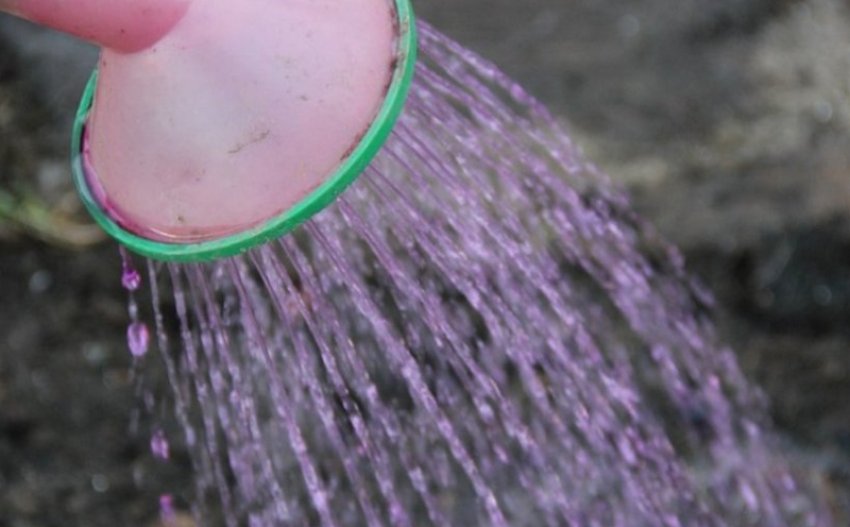 Марганцівка для гортензії