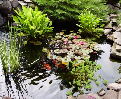 Як створити дренажний ставок