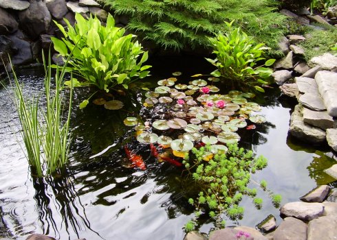 Як створити дренажний ставок