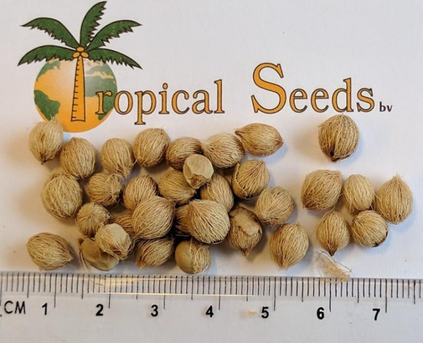 Насіння пальми рапис