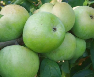 Європейці зацікавилися саджанцями ренета Симиренко