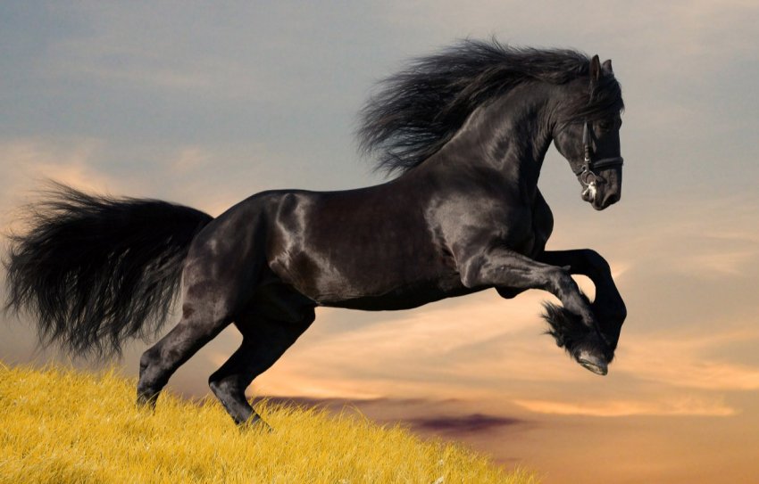 Коні набирають зайві кілограми через кліматичні зміни Коні набирають зайві кілограми через кліматичні зміни