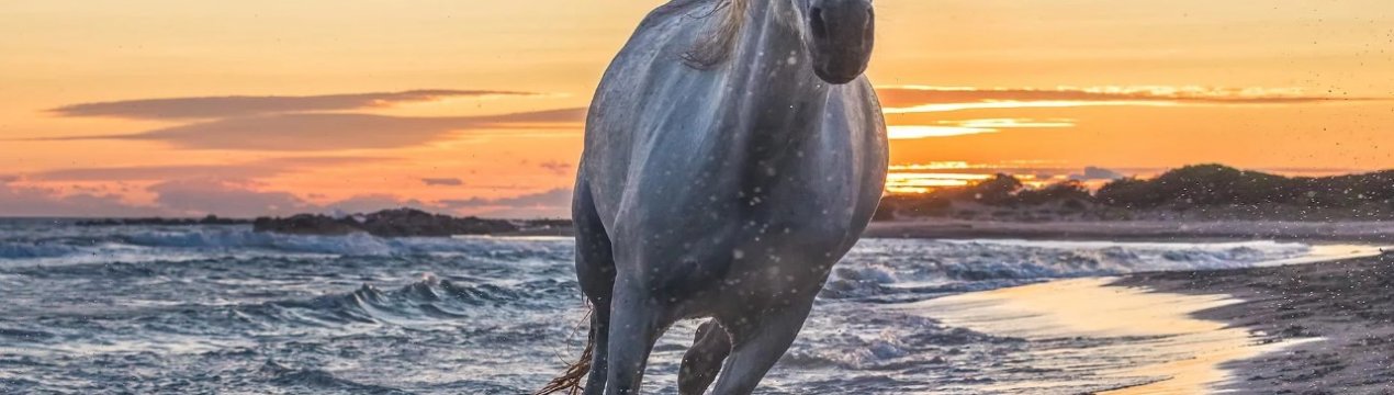 Коні набирають зайві кілограми через зміни клімату