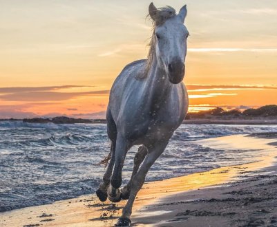 Коні набирають зайві кілограми через зміни клімату