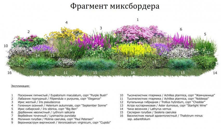 Варіант міксбордера Варіант міксбордера