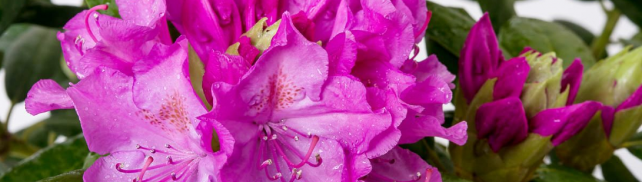 Опис рододендрона Rhododendron 'Roseum Elegans' та його вирощування