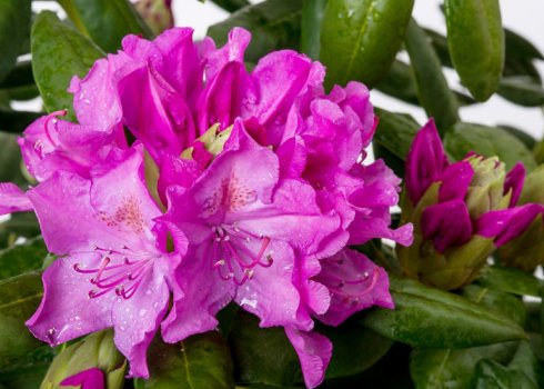 Опис рододендрона Rhododendron 'Roseum Elegans' та його вирощування