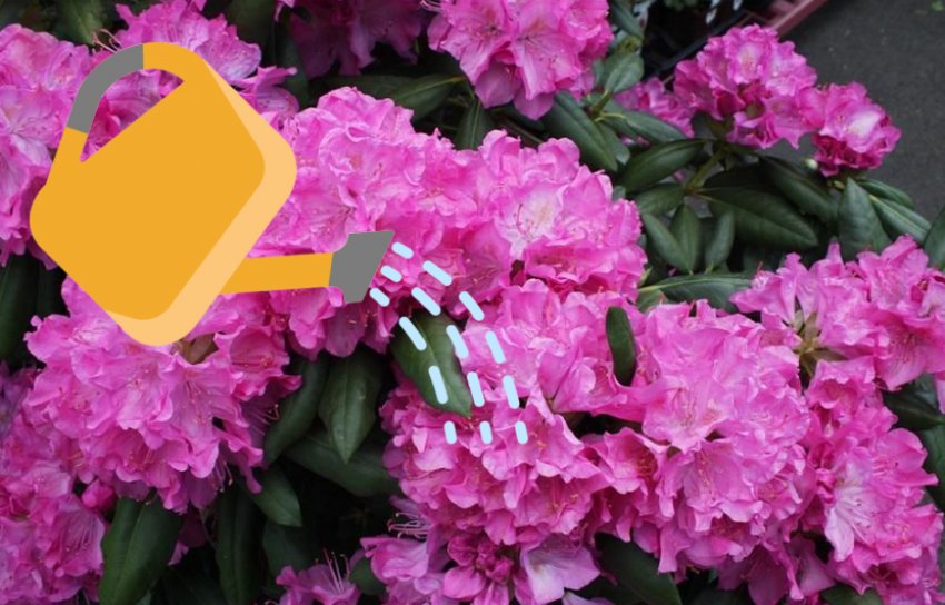 Полив рододендрона Полив рододендрона