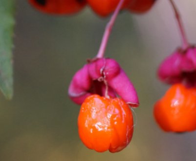 Ягоди бересклета: отруйні чи ні, їх будова і застосування