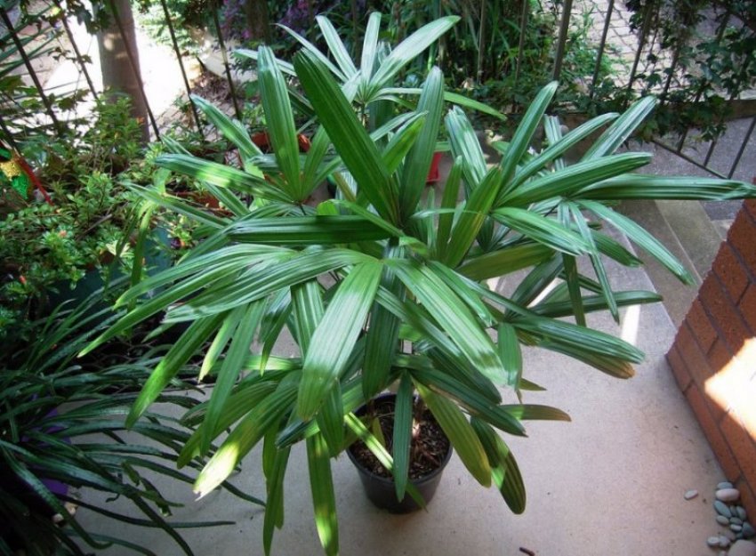 Кімнатна пальма рапис