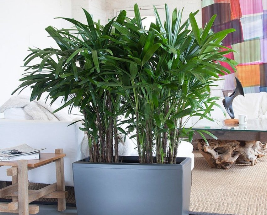 Пальма рапис в домашніх умовах