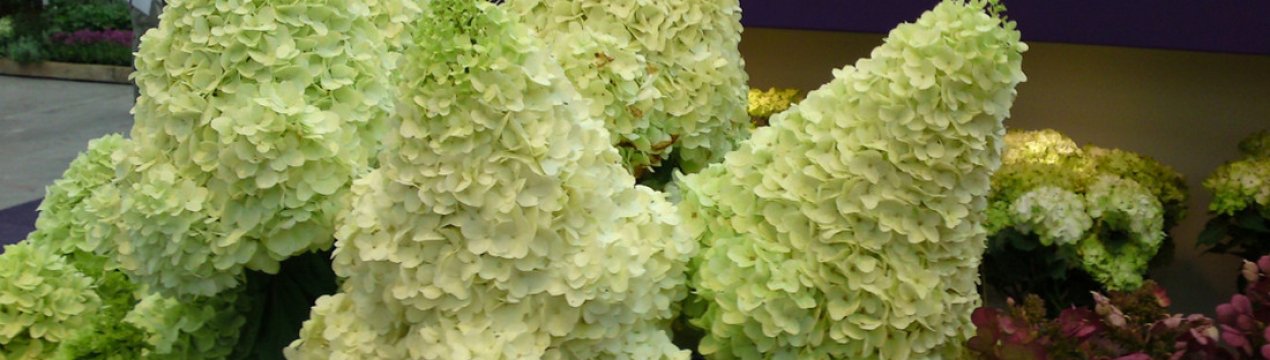 Гортензія Меджикал Мунлайт: опис сорту та особливості вирощування