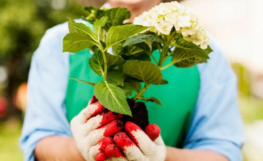 Саджанець гортензії