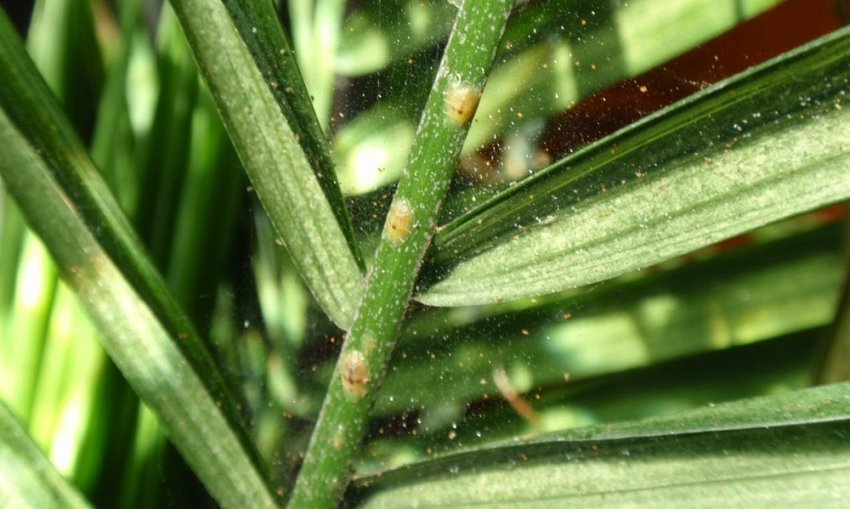 Щитівка і павутинний кліщ