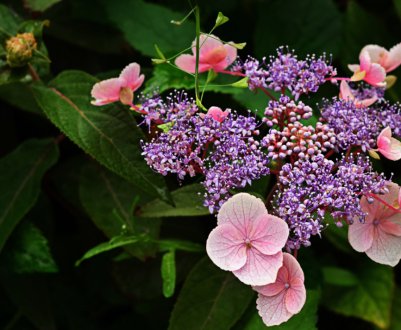 Опис гортензії шершавої Горячий шоколад