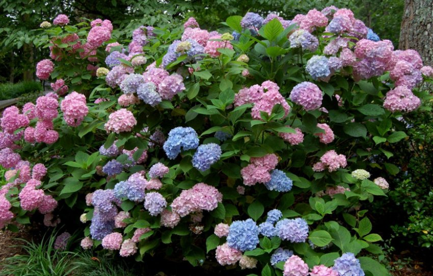 Гортензія великолиста