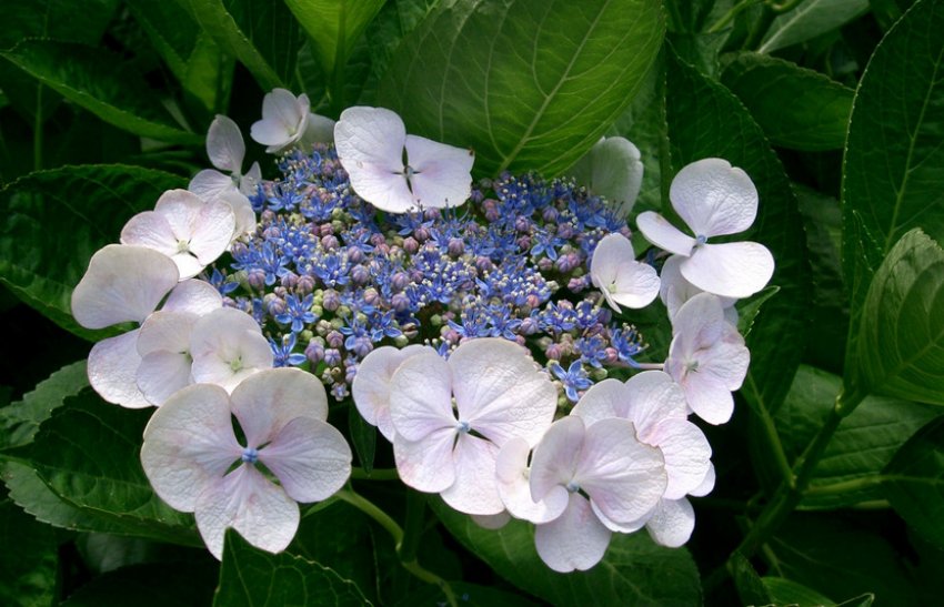 Гортензія промениста