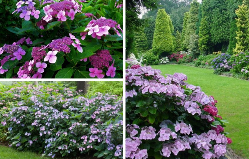 Гортензія Гарячий шоколад у ландшафтному дизайні