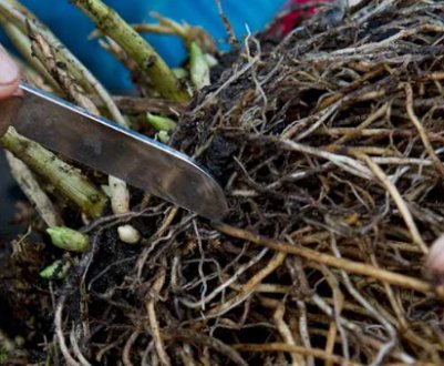 Розмноження гортензії поділом куща