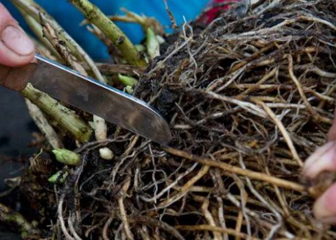 Розмноження гортензії поділом куща