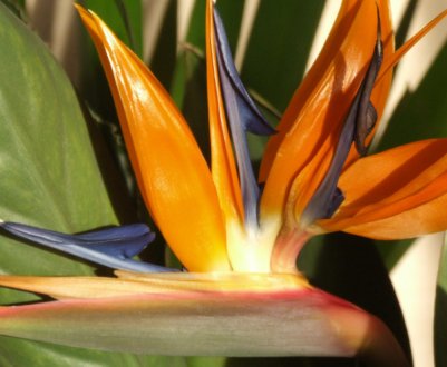 Квітка стреліція королевська: догляд в домашніх умовах