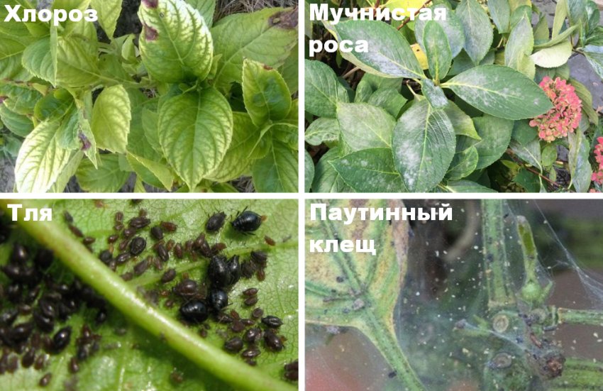 Хвороби та шкідники гортензії