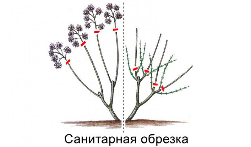 Санітарне підстригання гортензії