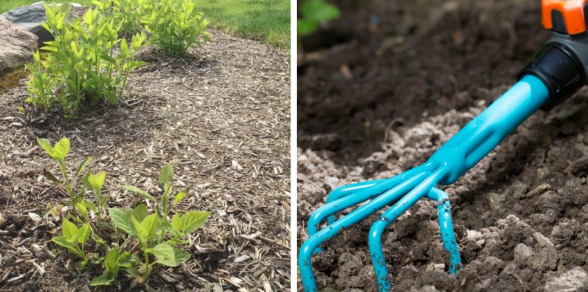 Мульчування та розрізнення гортензії