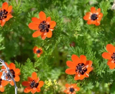 Як правильно виростити літній адоніс з насіння