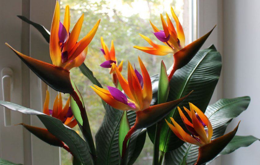 Стреліція королевська Стреліція королевська