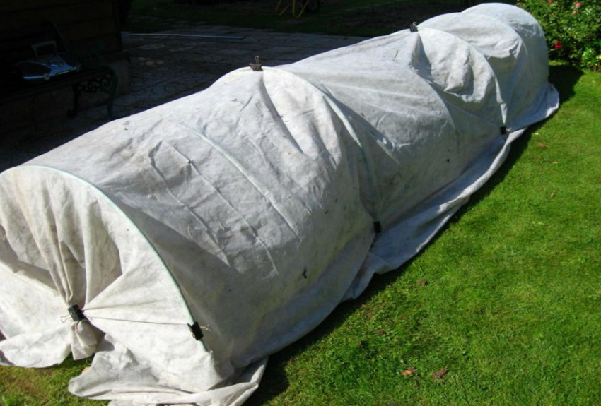 Укриття гортензії на зиму