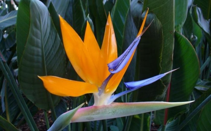 Стреліція королевська Стреліція королевська