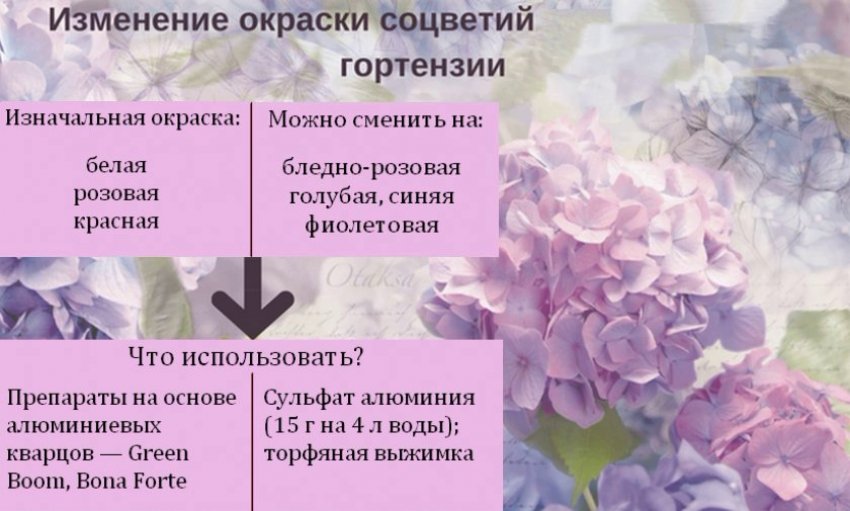 Зміна фарби суцвіть гортензії