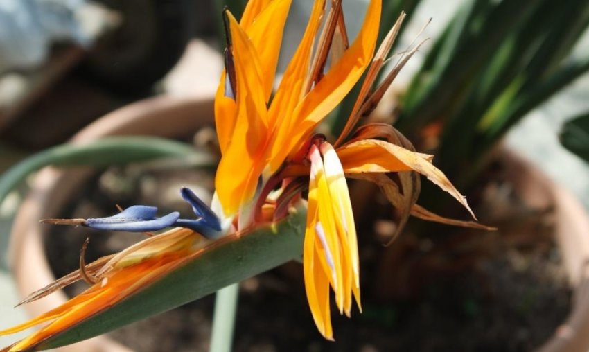 Стреліція королевська Стреліція королевська