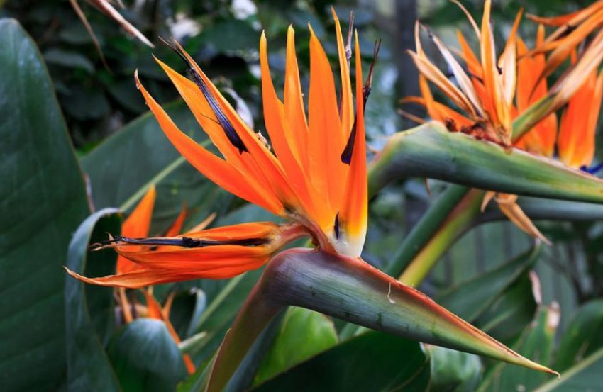 Стреліція королевська Стреліція королевська