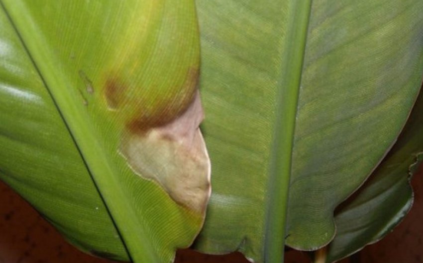 Хвороби стреліції Хвороби стреліції