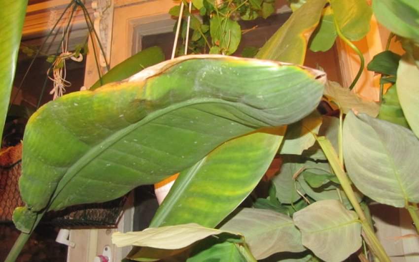 Хвороби стреліції Хвороби стреліції