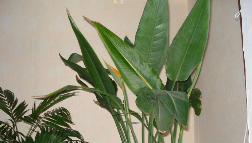 Хвороби стреліції Хвороби стреліції