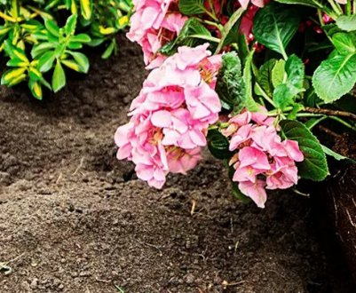 Особливості посадки гортензії влітку