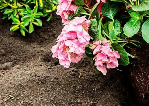 Особливості посадки гортензії влітку
