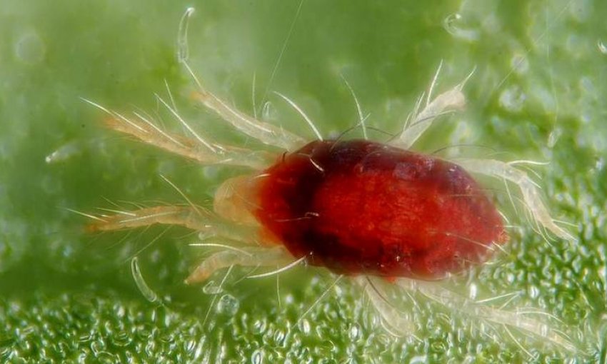 Павутинний кліщ Павутинний кліщ