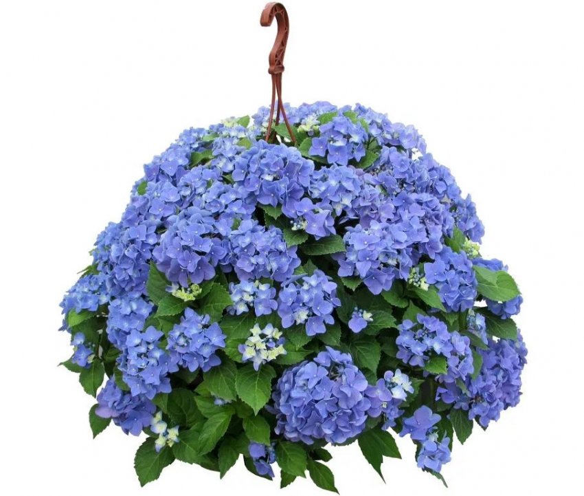 Ампельна гортензія