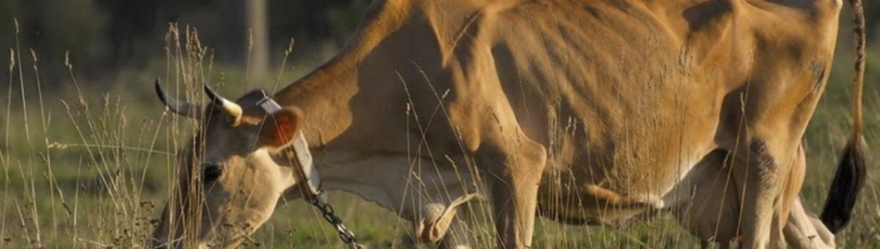Як лікувати піроплазмоз (бабезіоз) великої рогатої худоби