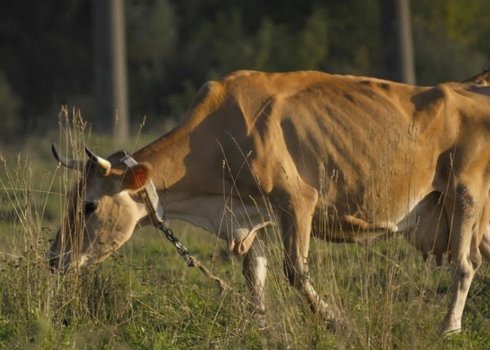 Як лікувати піроплазмоз (бабезіоз) великої рогатої худоби