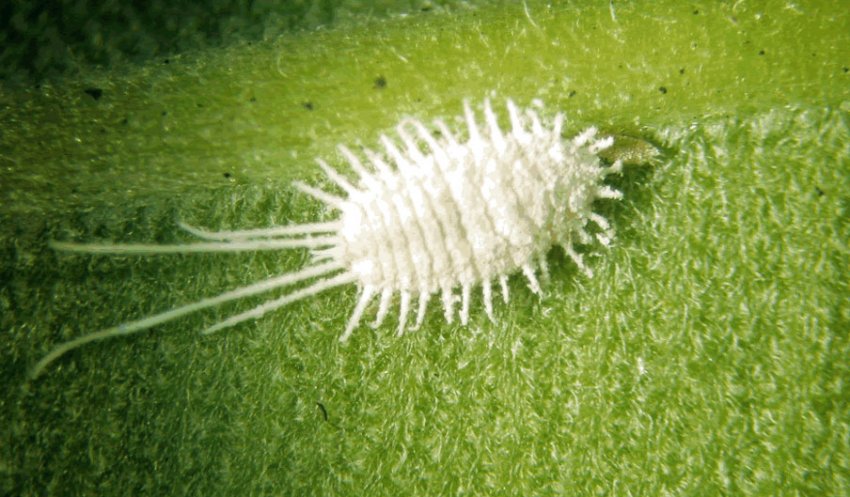 Борошнистий червець Борошнистий червець