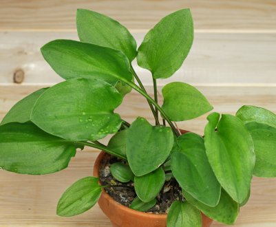 Дріміопсис: догляд в домашніх умовах