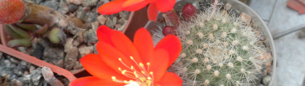 Кактус ребуцій: догляд в домашніх умовах