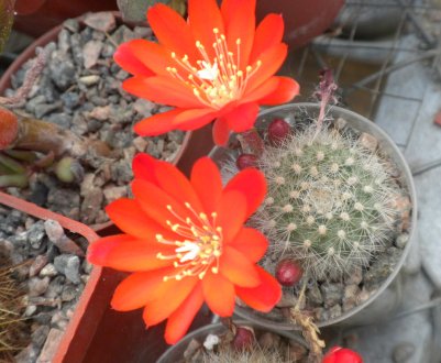 Кактус ребуцій: догляд в домашніх умовах