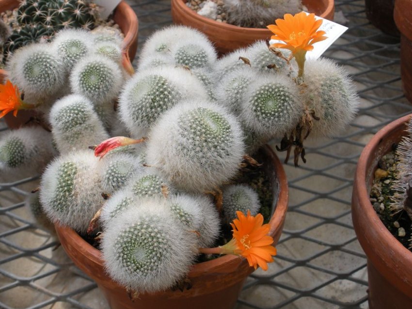 Ребуцій крихітна