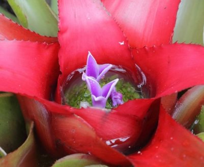 Неорегелія: догляд в домашніх умовах